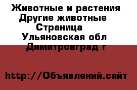 Животные и растения Другие животные - Страница 2 . Ульяновская обл.,Димитровград г.